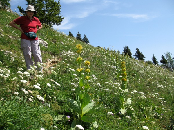 Photograph of the flora on the alpine meadows on Charmant Som