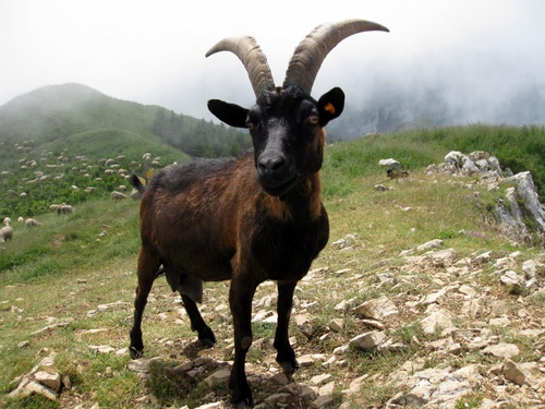 Photograph of Goat on le Petit Som