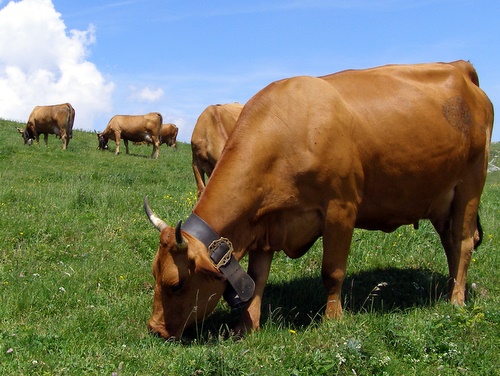 Photograph of Native Tarine Cows Grazing on Charmant Som