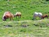 Photograph of Horses Grazing on l'Alpe