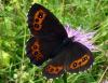Photograph of A Large Ringlet Butterfly - Erebia euryale - Photo: John Sellers