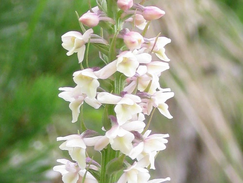 Photograph of Short-spurred fragrant orchid - Gymnadenia odoratissima
