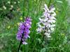 Photograph of Common Spotted Orchids - Dactylorhiza fuchsii