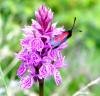 Photograph of Common Spotted Orchid - Dactylorhiza fuchsii