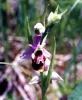 Photograph of Late Spider Orchid - Ophrys holosericea