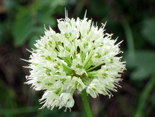 Photograph of Alpine Leek - Allium victorialis