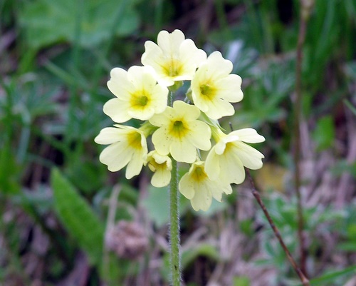 Photograph of Oxlip - Primula elatior