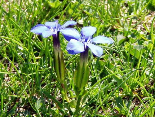 Photograph of Spring Gentian - Gentiana verna