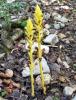 Photograph of Yellow Broomrape - Orobanche flava