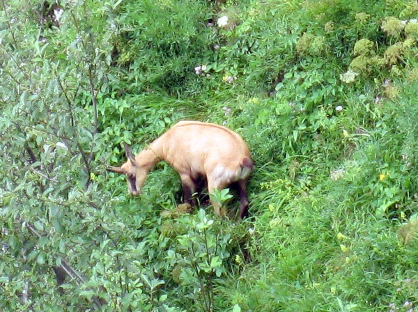 Photograph of a carthusian chamois on Dent de Crolles