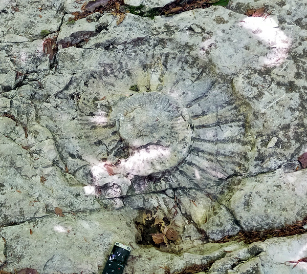 Photograph of a fossil ammonite on the path to Col de la Gorgeat