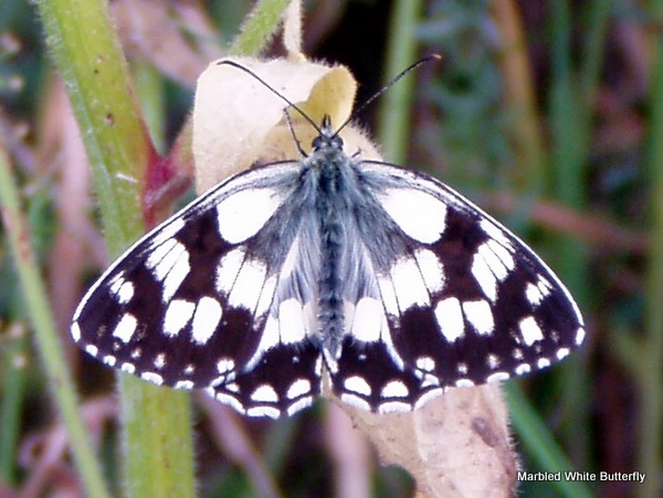 Photograph of a marbled white butterfly