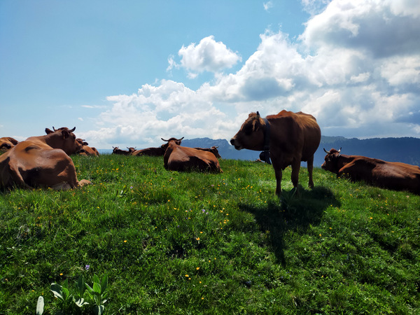 Photograph of a tarine cows grazing on the Charmant Som
