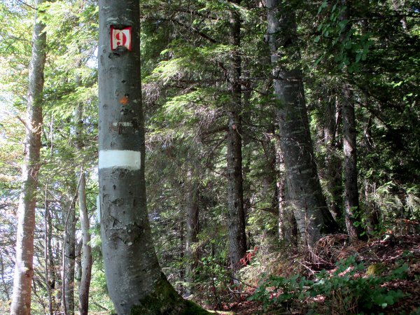 Photograph of the beech tree marking the start of the Passage du Fourneau path on the Aulp du Seuil