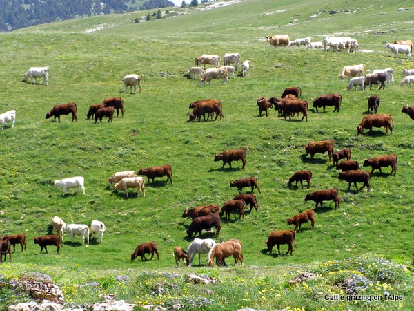 Photograph of cattle grazing on the pastures of l'Alpe