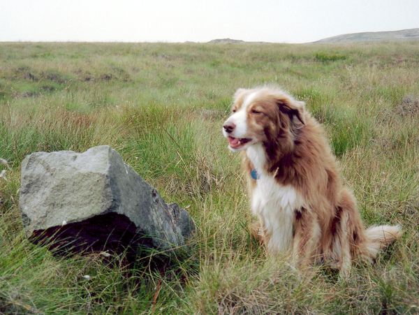 Photograph of meer stone 16 - Grassington Moor