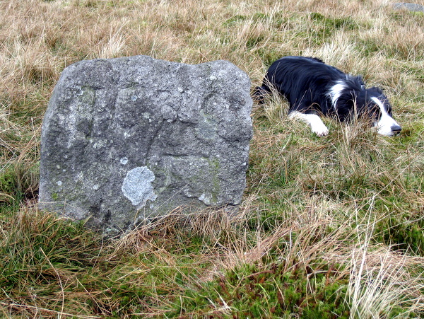 Photograph of meer stone 24 - Grassington Moor