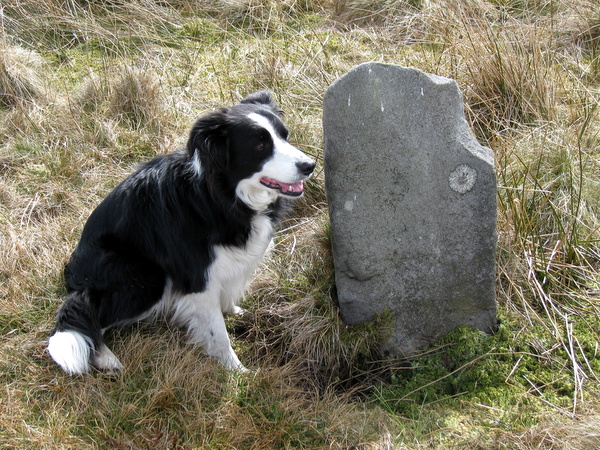 Photograph of meer stone 62 - Grassington Moor