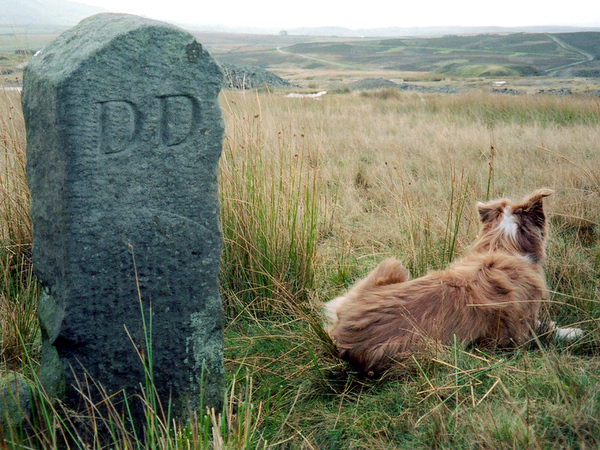 Photograph of meer stone 9 - Grassington Moor